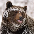 bear