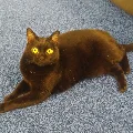 starfella